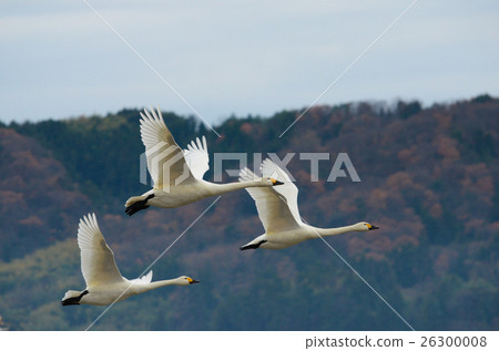A swan flying A swan flying 26300008