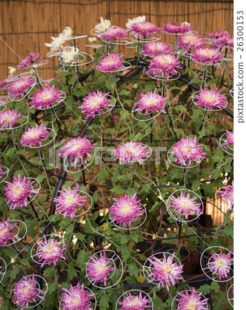 Chrysanthemum Senbon Saki 26300153