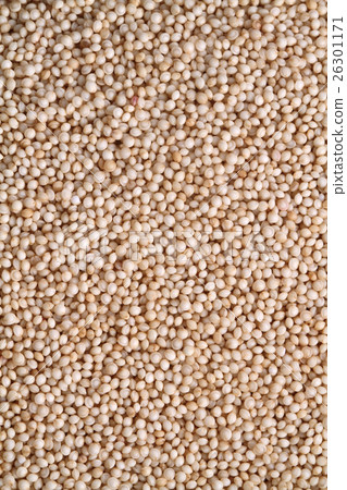 Amaranthus Amaranthus 26301171