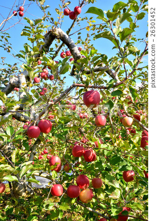 Apple Tree Shiwa Town Iwate Prefecture Apple Tree Shiwa Town Iwate Prefecture 26301452