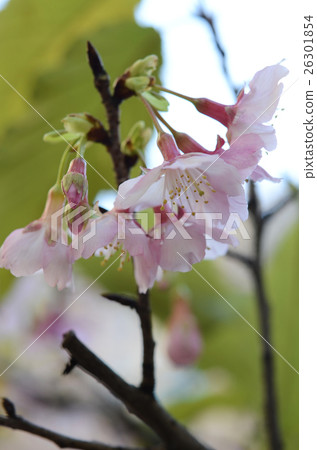 櫻花 櫻花 26301854