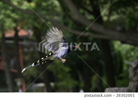 台灣藍鵲 台灣藍鵲 26302001