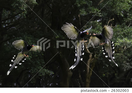 台灣藍鵲 台灣藍鵲 26302003