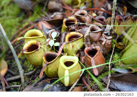 Ground pitchers, Nepenthes ampullaria 26302163