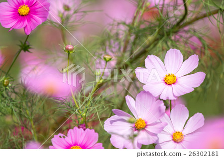 波斯菊花 波斯菊花 26302181