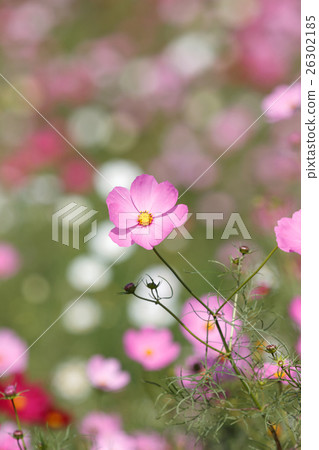 波斯菊花 波斯菊花 26302185