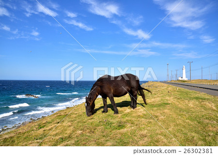 Shimokita半島Shirazaki冷馬 26302381