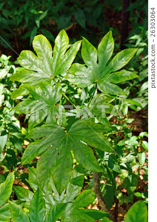 Tree: Yatsudakuidae 26303064