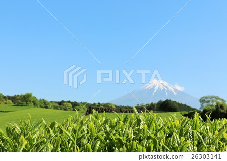 Mid-summer tea field and May Fuji in May 26303141