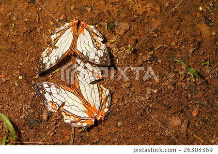 Butterfly Common Map (Cyrestis thyodamas) Butterfly Common Map (Cyrestis thyodamas) 26303369