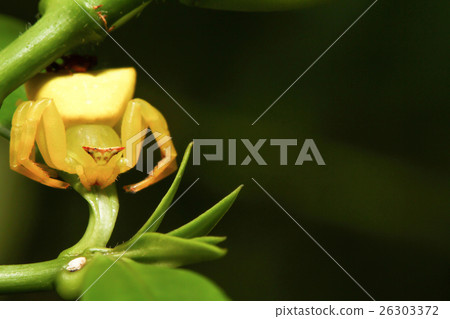 Yellow crab Spider 26303372