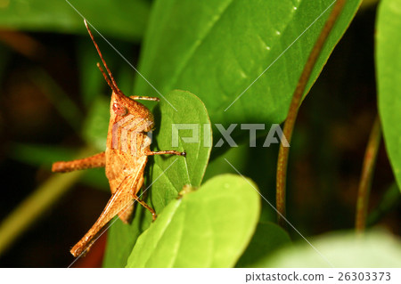 Grasshopper brown Grasshopper brown 26303373