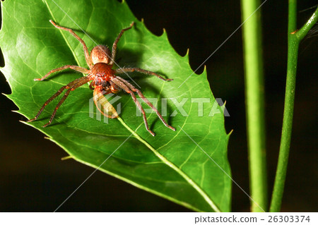 Sparassidae spider Sparassidae spider 26303374