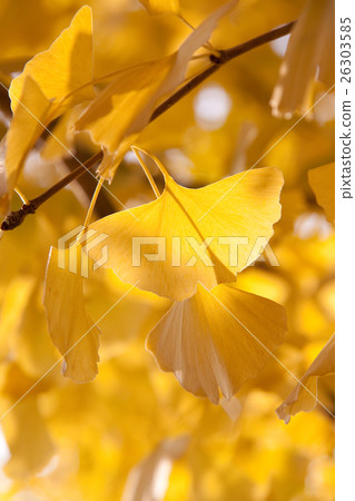 秋天的圖像 秋天的圖像 26303585