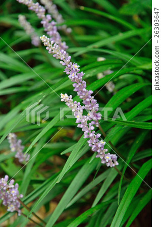 Plants: Yaburan Kusousegidae family 26303647