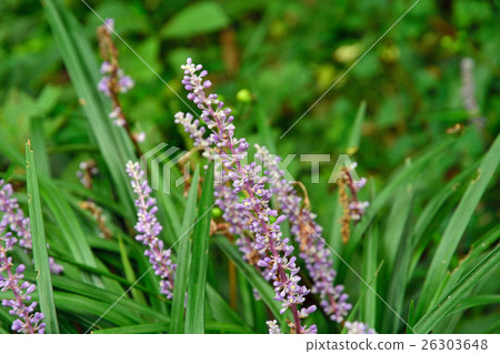 Plants: Yaburan Kusousegidae family 26303648