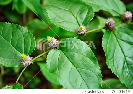 Plant: Tranoos Suzukake Plantidae 26303649