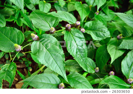 Plant: Tranoos Suzukake Plantidae 26303650