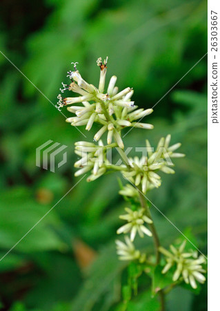 Plant: Momida gigasakiaceae 26303667