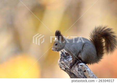 Ezoris in fall Ezoris in fall 26304017