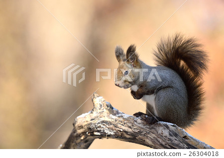 Ezoris在秋天 26304018