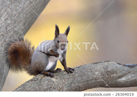 Ezoris in fall Ezoris in fall 26304019