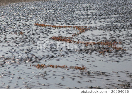 many of red crab on beach in the sea 26304026