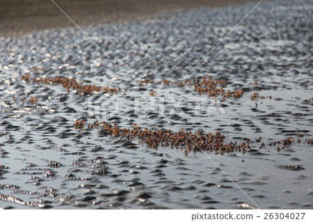 many of red crab on beach in the sea 26304027