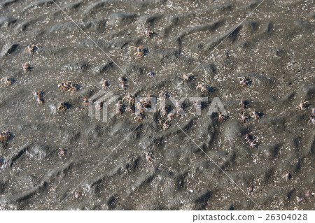 many of red crab on beach in the sea 26304028
