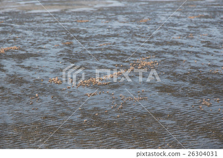 many of red crab on beach in the sea 26304031