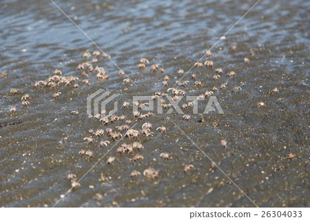 many of red crab on beach in the sea 26304033