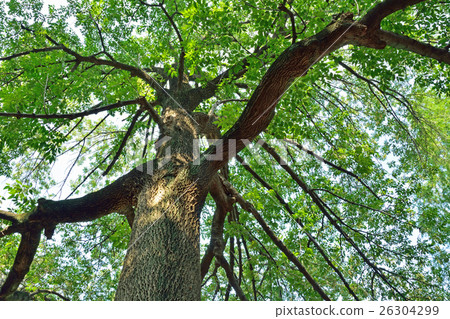 Tree: America Tonerico Moxui family Tree: America Tonerico Moxui family 26304299