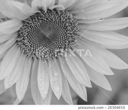 sunflower	 26304658