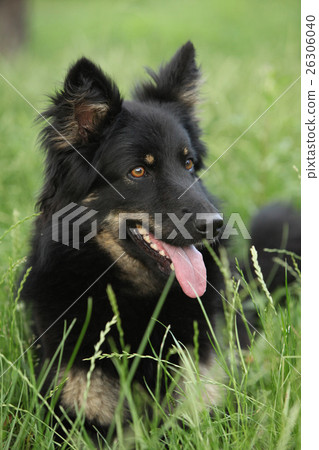 Amazing Bohemian Shepherd in the garden 26306040