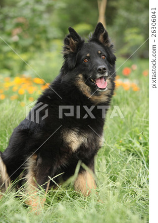 Amazing Bohemian Shepherd in the garden 26306041