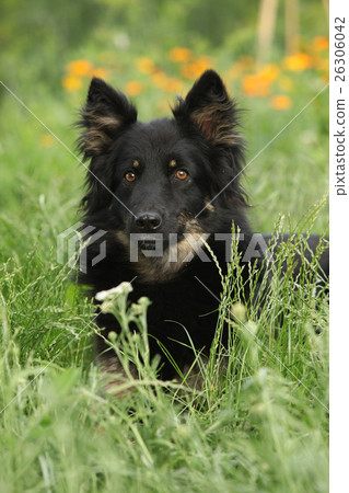 Amazing Bohemian Shepherd in the garden 26306042