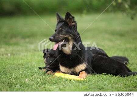 Beautiful Bohemian Shepherd with its puppies 26306044