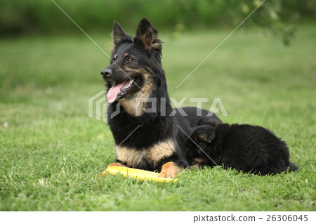 Beautiful Bohemian Shepherd with its puppies 26306045