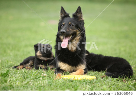 Beautiful Bohemian Shepherd with its puppies 26306046