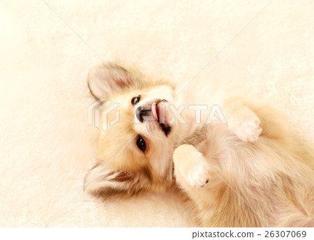 Chihuahua puppy 26307069