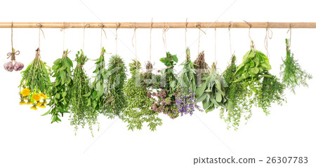 Fresh herbs. Basil, rosemary, thyme, mint, dill Fresh herbs. Basil, rosemary, thyme, mint, dill 26307783