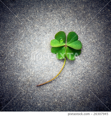 Clovers leaves on Stone . Clovers leaves on Stone . 26307945