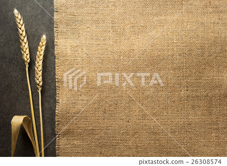 ears of wheat on  black background 26308574