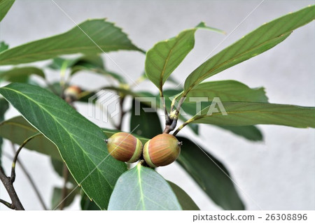 Acorn 26308896