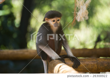 baby Red-shanked douc langur 26308922