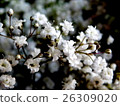 Haze grass 26309020