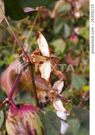 Cotton after harvest 26309219