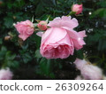 Rose of pink 26309264