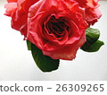 Red rose 26309265
