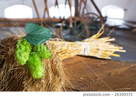 hop cones and sheaf of barley in th eold barn 26309335